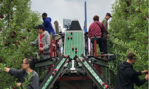 one-of-a-kind apple harvest-assistive and in-field sorting machine